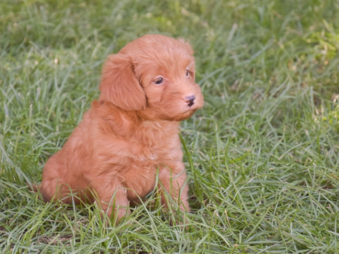 Labradoodle puppy for sale