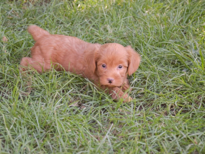 Labradoodle puppy for sale
