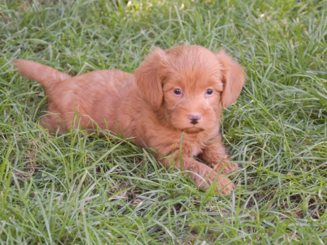 Labradoodle puppy for sale