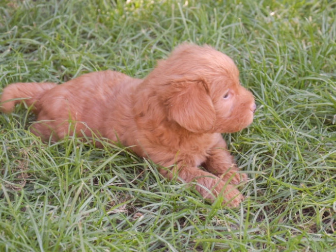 Labradoodle puppy for sale