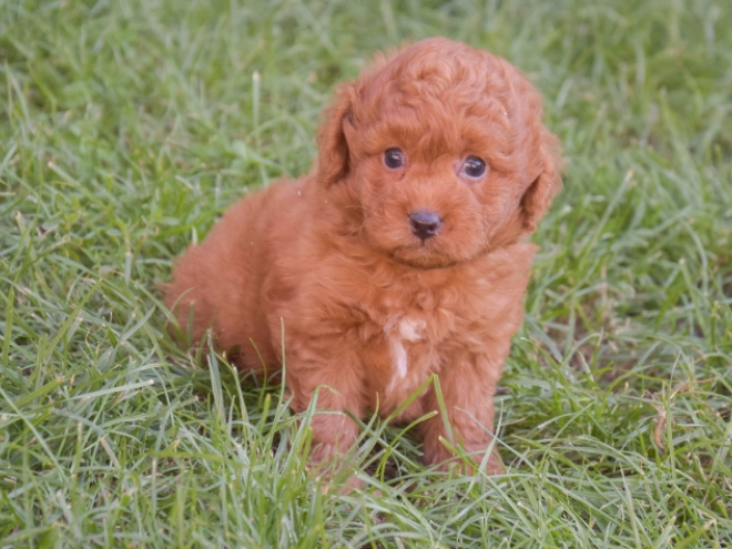Labradoodle puppy for sale