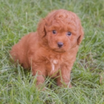 Charlie – goldendoodle, red Labradoodle for sale
