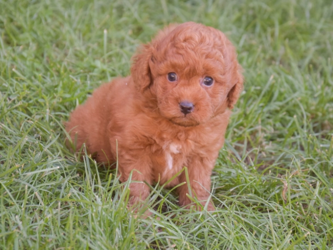 Labradoodle puppy for sale