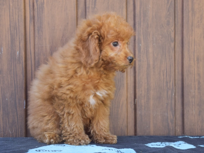 Labradoodle puppy for sale