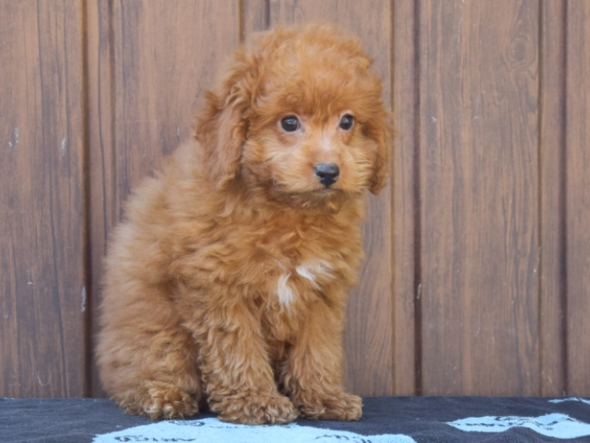 Labradoodle puppy for sale