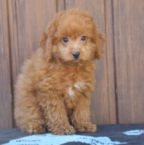 Labradoodle puppy for sale