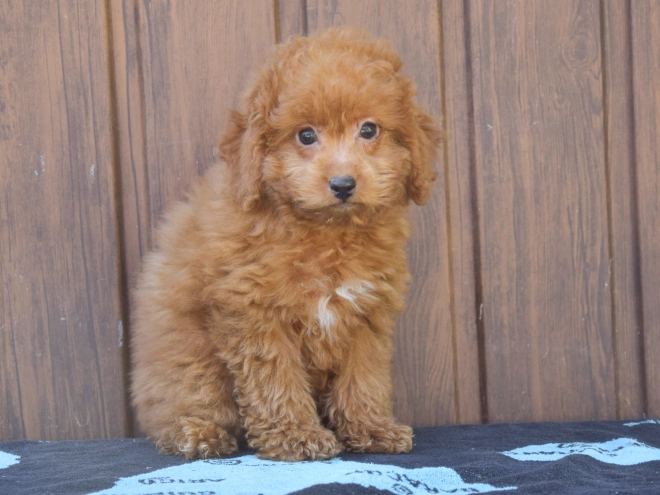 Labradoodle puppy for sale
