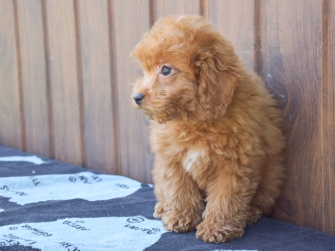 Labradoodle puppy for sale