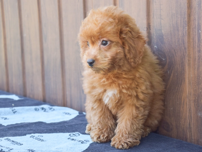 Labradoodle puppy for sale