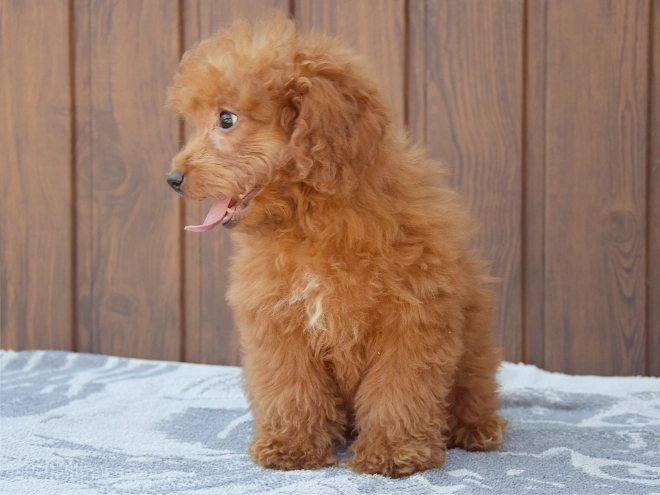 Labradoodle puppy for sale