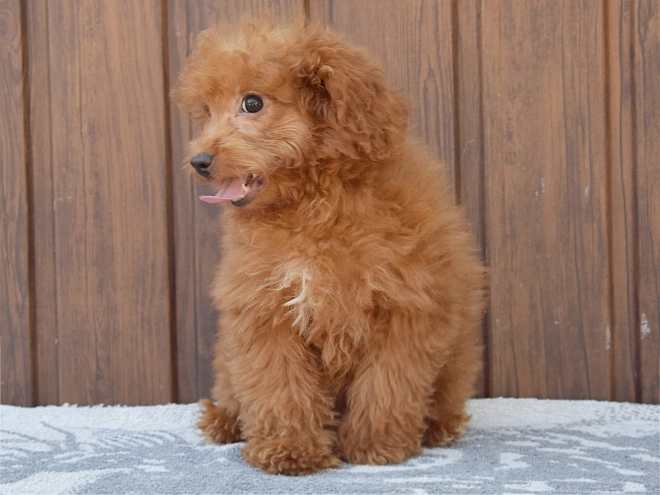 Labradoodle puppy for sale
