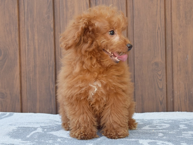 Labradoodle puppy for sale