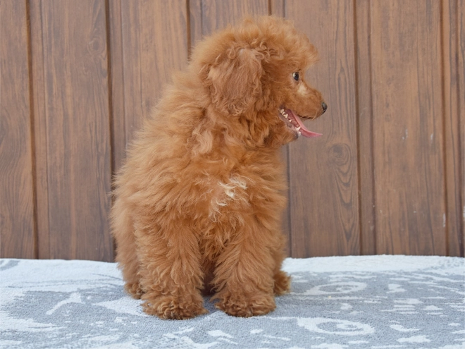 Labradoodle puppy for sale