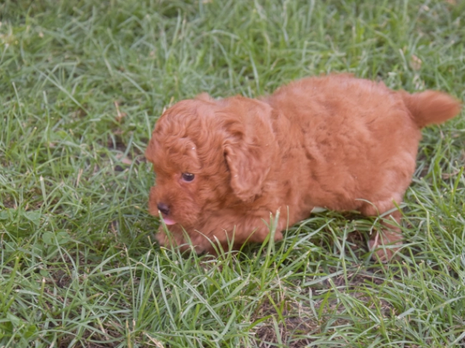 Labradoodle puppy for sale