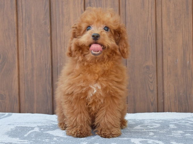 Labradoodle puppy for sale