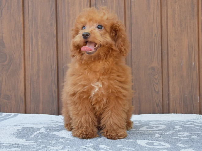 Labradoodle puppy for sale