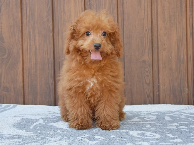 Labradoodle puppy for sale