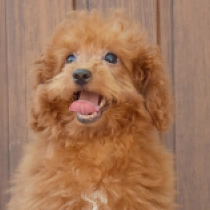 Charlie, red Labradoodle en venta