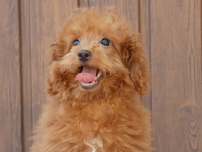 Labradoodle puppy for sale