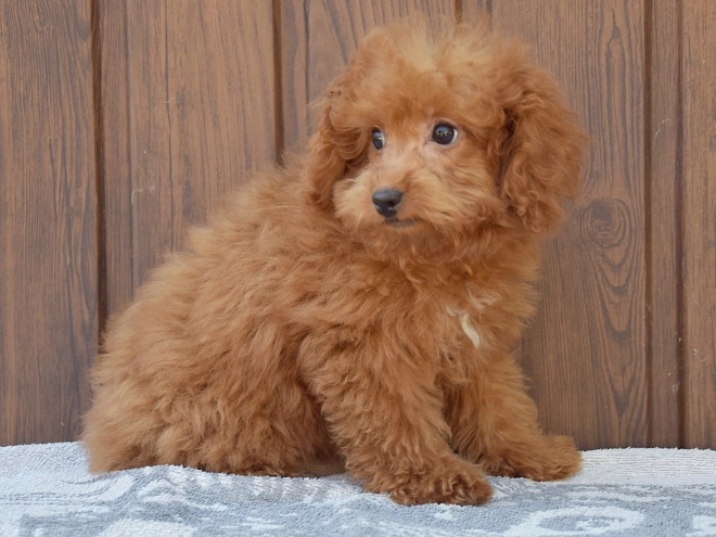Labradoodle puppy for sale