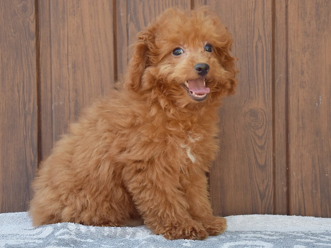 Labradoodle puppy for sale