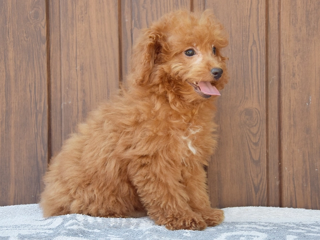 Labradoodle puppy for sale