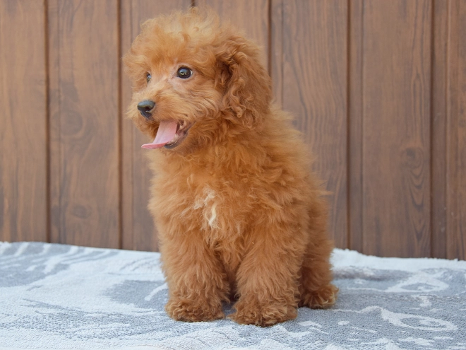 Labradoodle puppy for sale