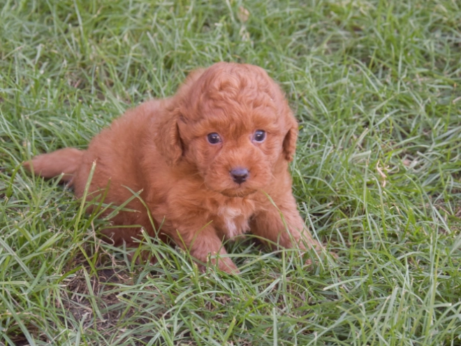 Labradoodle puppy for sale