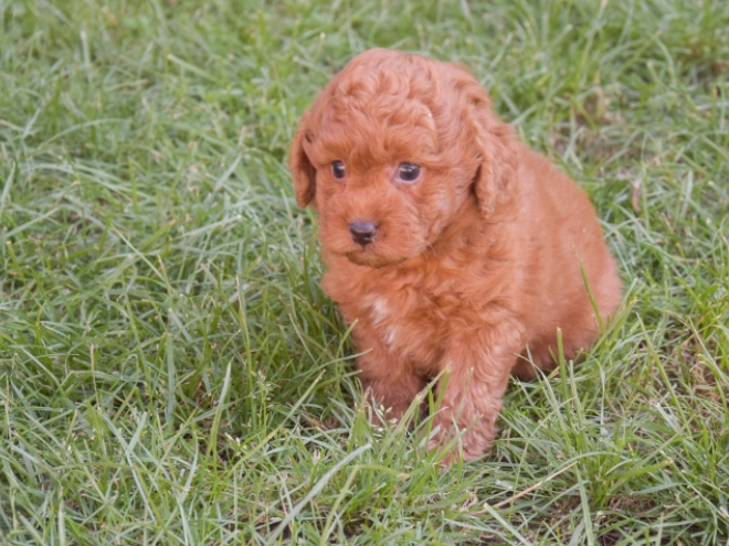 Labradoodle puppy for sale