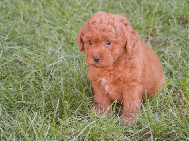 Labradoodle puppy for sale