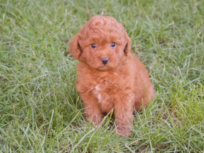 Labradoodle puppy for sale