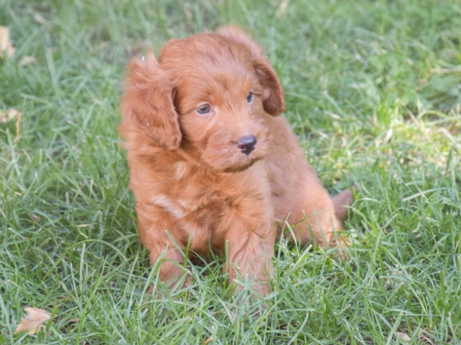 Labradoodle puppy for sale