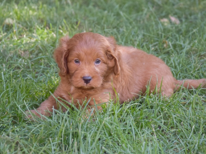 Labradoodle puppy for sale