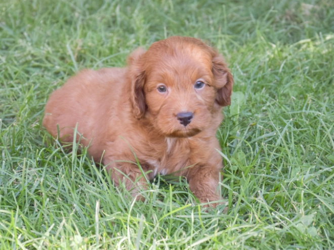 Labradoodle puppy for sale