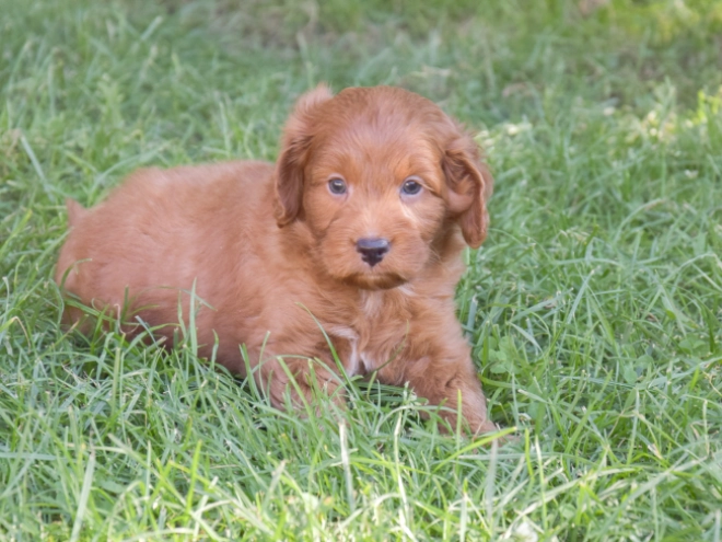 Labradoodle puppy for sale
