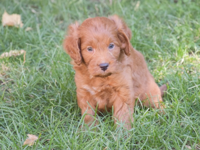 Labradoodle puppy for sale