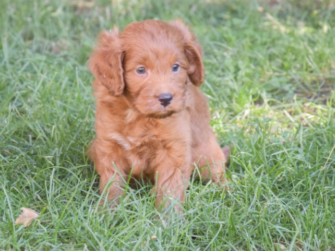 Labradoodle puppy for sale