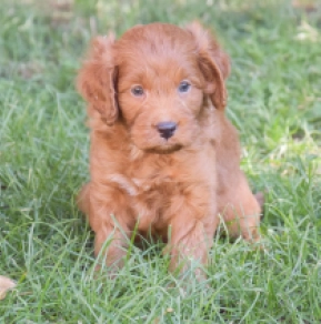 Labradoodle puppy for sale