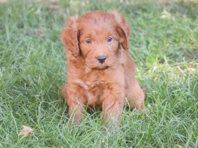 Labradoodle puppy for sale