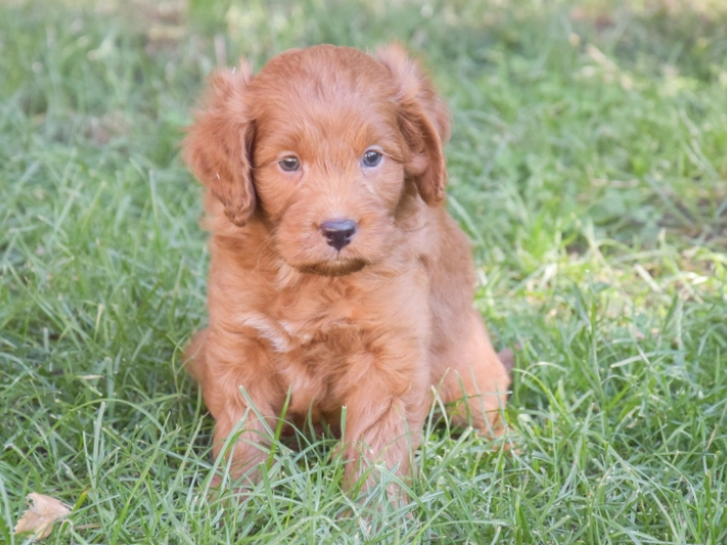 Labradoodle puppy for sale
