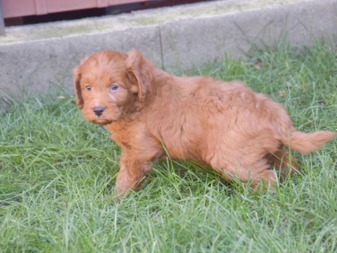 Labradoodle puppy for sale