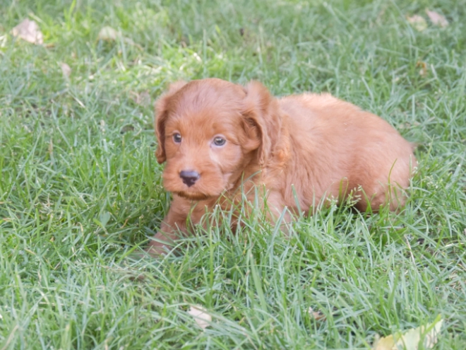 Labradoodle puppy for sale