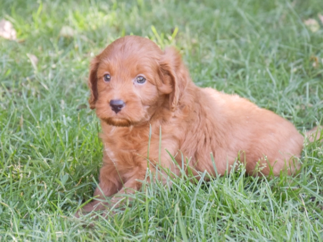 Labradoodle puppy for sale