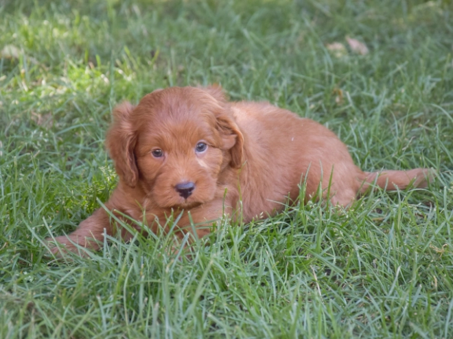 Labradoodle puppy for sale