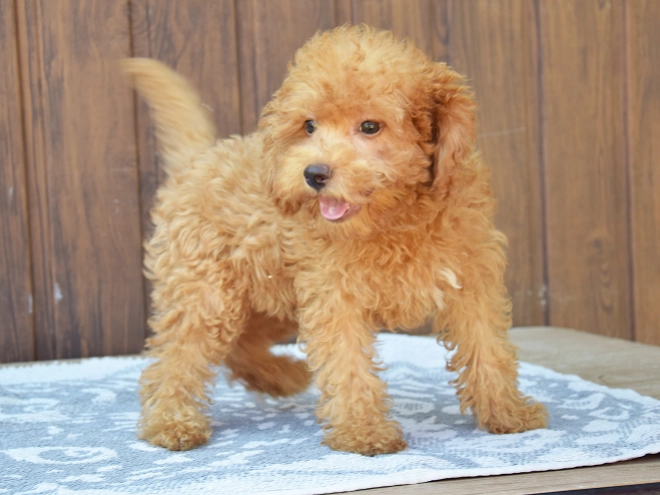Labradoodle Welpe kaufen