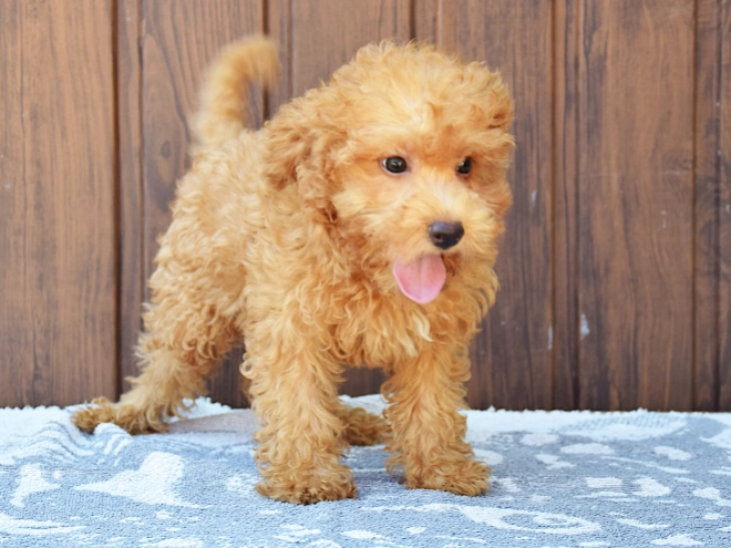 Labradoodle Welpe kaufen