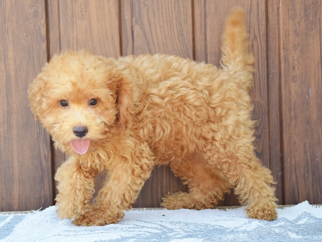 Labradoodle Welpe kaufen
