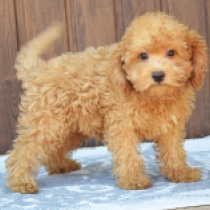 Clara, red Labradoodle Welpen kaufen