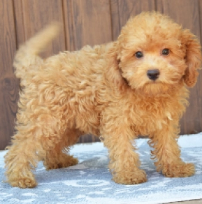 Labradoodle Welpe kaufen