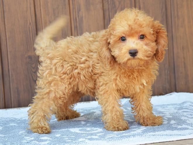 Labradoodle Welpe kaufen